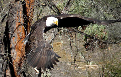 Eagle power